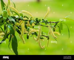 Attēlu rezultāti vaicājumam “Salix x fragilis”