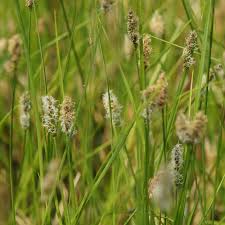 Attēlu rezultāti vaicājumam “Carex appropinquata leaf”