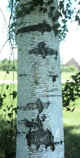 Attēlu rezultāti vaicājumam “Betula pendula var. carelica”