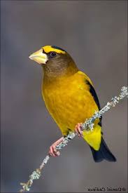 Image result for Hesperiphona vespertina