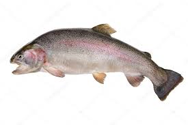 Image result for Oncorhynchus mykiss