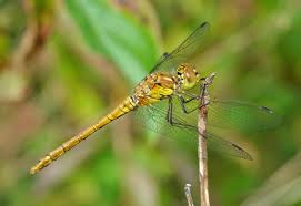 Attēlu rezultāti vaicājumam “Sympetrum”