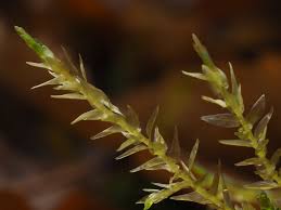 Attēlu rezultāti vaicājumam “Calliergon cordifolium”