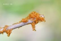 Attēlu rezultāti vaicājumam “Meloe sp. larva”