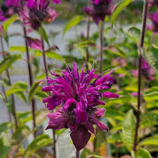 Image result for Monarda didyma