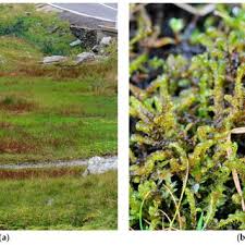 Attēlu rezultāti vaicājumam “Hamatocaulis lapponicus”