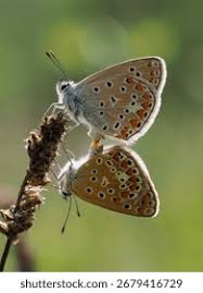 Attēlu rezultāti vaicājumam “Polyommatinae”