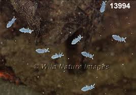 Attēlu rezultāti vaicājumam “Hypogastrura sp.”