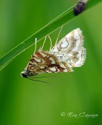 Attēlu rezultāti vaicājumam “Elophila nymphaeata”