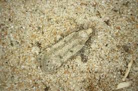 Attēlu rezultāti vaicājumam “Gelechia rhombella”