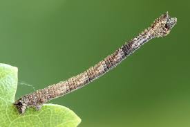 Attēlu rezultāti vaicājumam “Hemithea aestivaria”