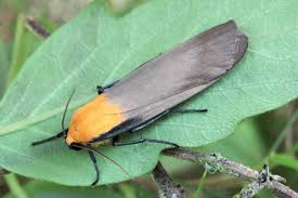 Attēlu rezultāti vaicājumam “Lithosia quadra male”