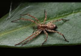 Attēlu rezultāti vaicājumam “Anyphaena accentuata”