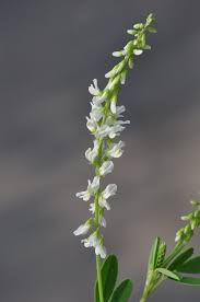 Attēlu rezultāti vaicājumam “Melilotus”