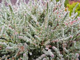 Attēlu rezultāti vaicājumam “Calluna vulgaris leaf”