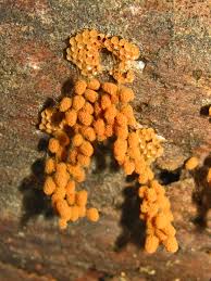 Attēlu rezultāti vaicājumam “myxomicetes”