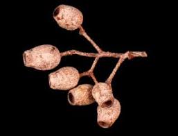 Attēlu rezultāti vaicājumam “Corydalis intermedia fruit”