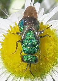 Attēlu rezultāti vaicājumam “Hedychrum sp.”