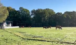 Image result for Forest Green Cricket Club