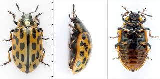 Attēlu rezultāti vaicājumam “Chrysomela vigintipunctata”