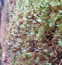 Attēlu rezultāti vaicājumam “Saelania glaucescens sporophyte”
