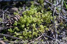 Attēlu rezultāti vaicājumam “Rhytidiadelphus triquetrus sporophyte”