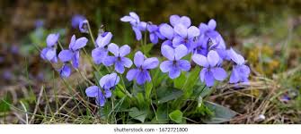 Attēlu rezultāti vaicājumam “Viola canina flower”