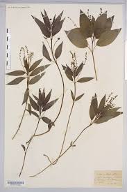 Attēlu rezultāti vaicājumam “Mercurialis perennis”