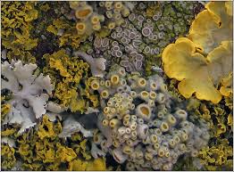Attēlu rezultāti vaicājumam “Xanthoria polycarpa”