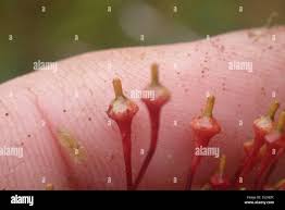 Attēlu rezultāti vaicājumam “Splachnum ampullaceum sporophyte”