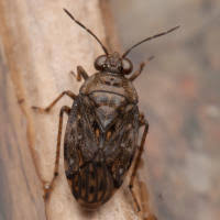 Attēlu rezultāti vaicājumam “Saldula saltatoria”