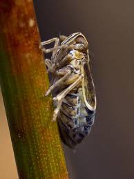 Attēlu rezultāti vaicājumam “Delphacidae”