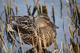 Attēlu rezultāti vaicājumam “Anas platyrhynchos female”