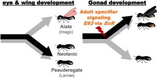 Attēlu rezultāti vaicājumam “Capsus ater imago”