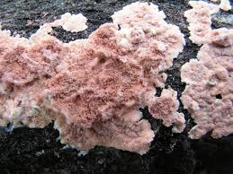 Attēlu rezultāti vaicājumam “Corticium roseum”