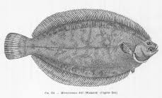 Image result for Microstomus kitt