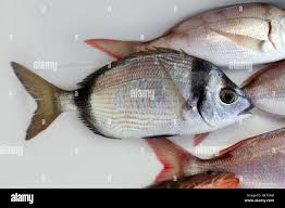 Image result for Diplodus vulgaris