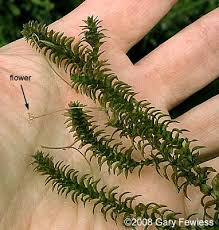 Attēlu rezultāti vaicājumam “Elodea canadensis leaf”