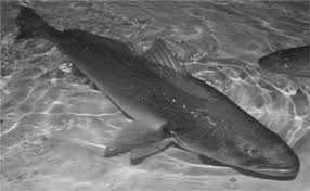 Image result for Argyrosomus inodorus