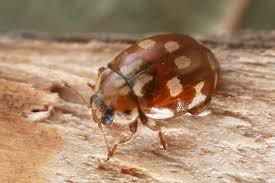 Attēlu rezultāti vaicājumam “Myrrha octodecimguttata”