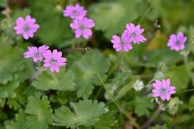 Attēlu rezultāti vaicājumam “Geranium molle”