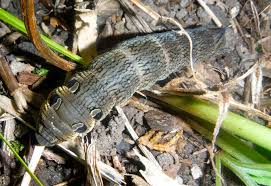 Attēlu rezultāti vaicājumam “Deilephila elpenor larva”