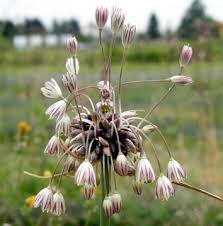 Attēlu rezultāti vaicājumam “Allium oleraceum flower”