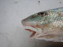 Image result for Menticirrhus americanus