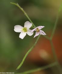 Attēlu rezultāti vaicājumam “Cardaminopsis arenosa leaf”