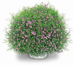 Attēlu rezultāti vaicājumam “Gypsophila muralis fruit”