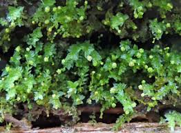 Attēlu rezultāti vaicājumam “Jungermannia sphaerocarpa sporophyte”