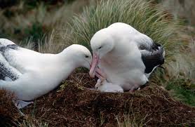 Image result for albatross dead chick