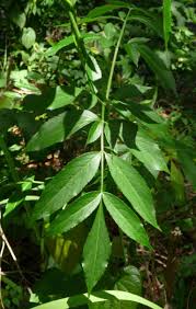 Attēlu rezultāti vaicājumam “Sambucus nigra leaf”
