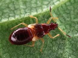 Attēlu rezultāti vaicājumam “Anthocoris nemorum”